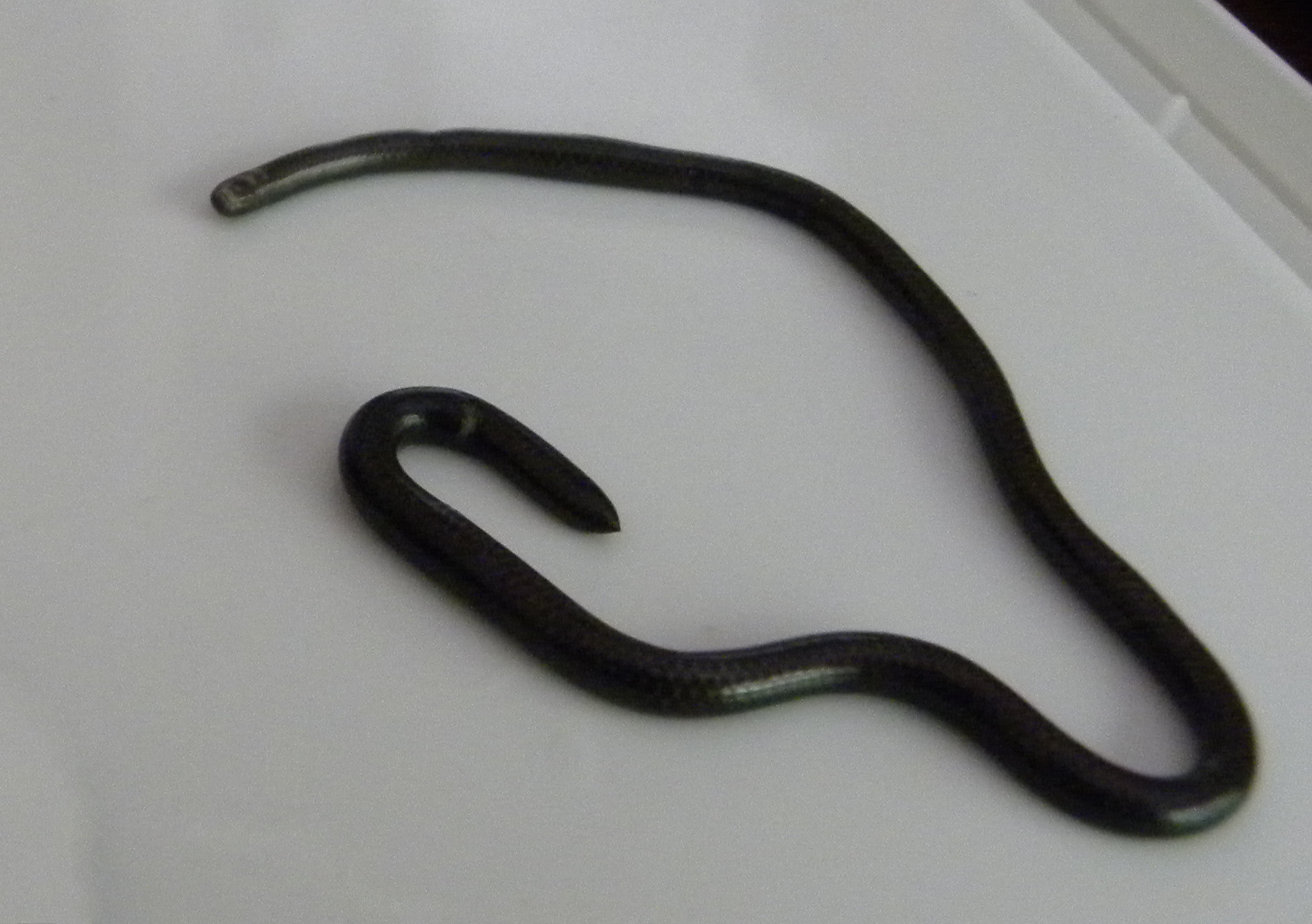 Herald snake; Thread snake – Bewilderbeast Droppings